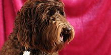 Pets & Animals